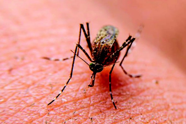 Anderson de Tuca adverte população para cuidados contra a Dengue