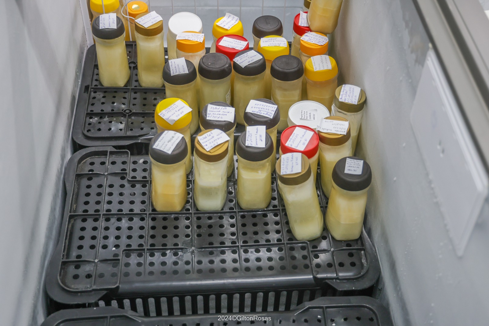 Banco de Leite Marly Sarney incentiva doação de leite materno