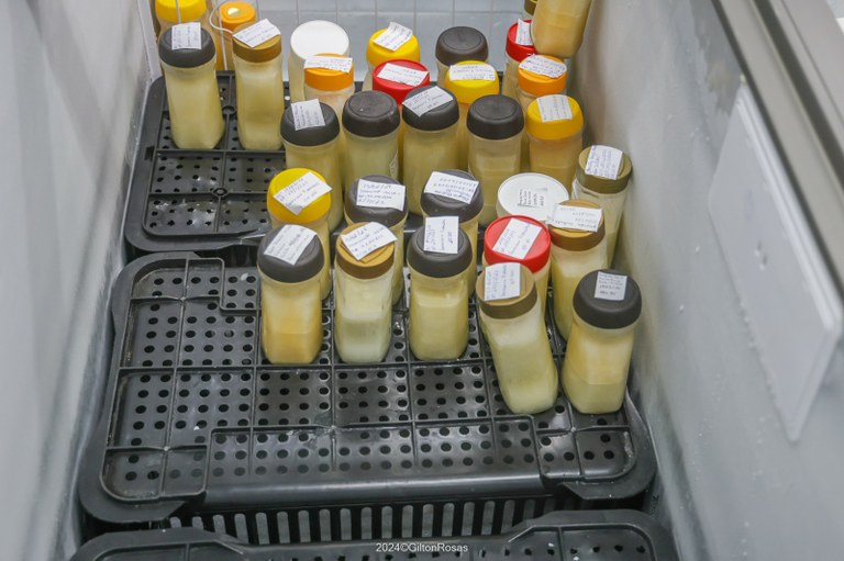 Banco de Leite Marly Sarney incentiva doação de leite materno