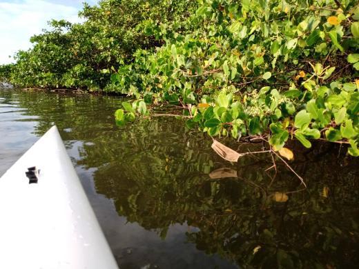 Binho prioriza a defesa do meio ambiente em Aracaju