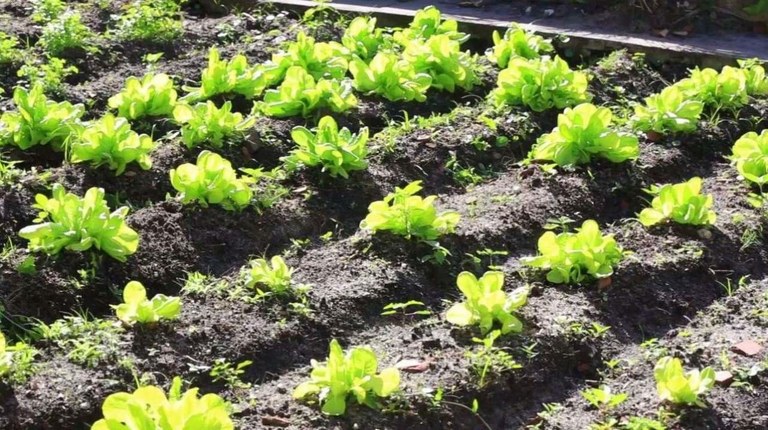 Vereador Lucas Aribé comemora a aprovação do PL da Horta Escolar 